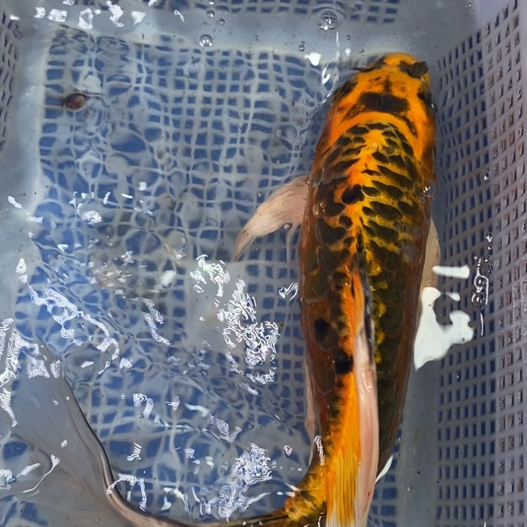 锦鲤冷水锦鲤包邮