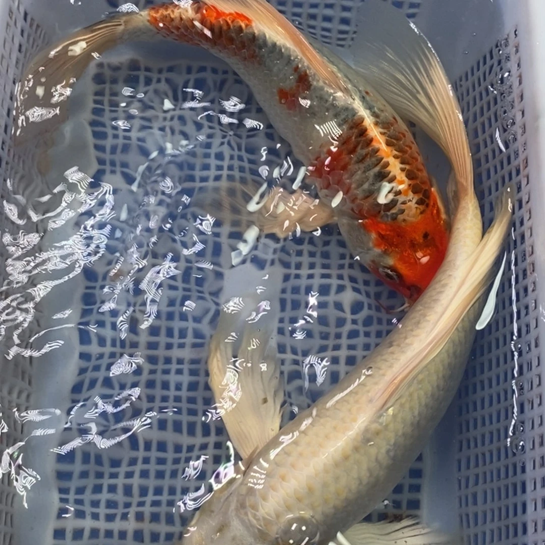 锦鲤冷水锦鲤包邮
