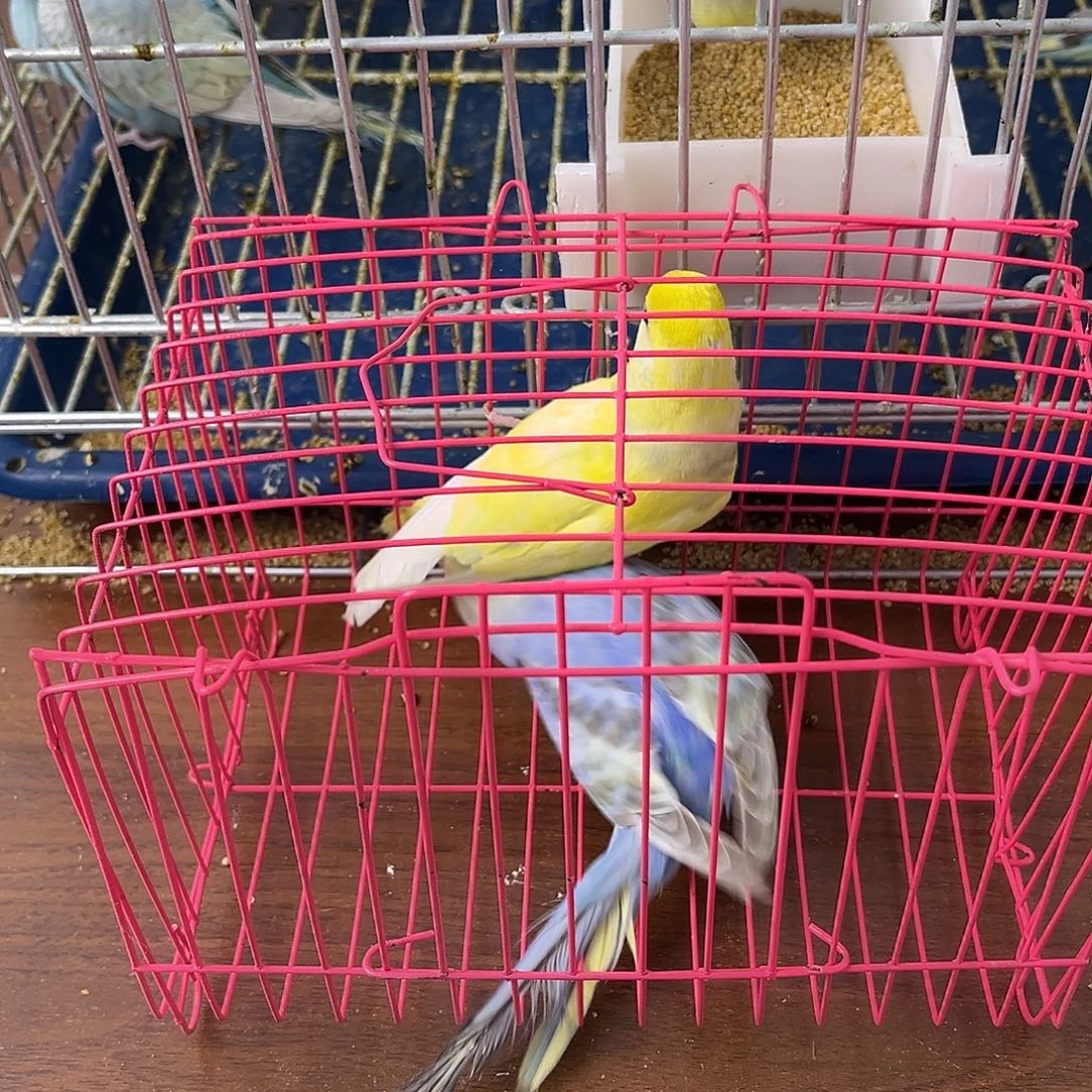 虎皮鹦鹉金彩鹦鹉