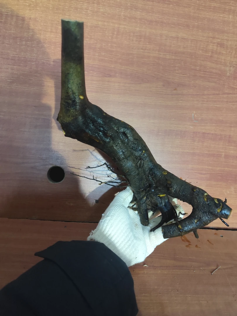 出土老枒盆景素材，