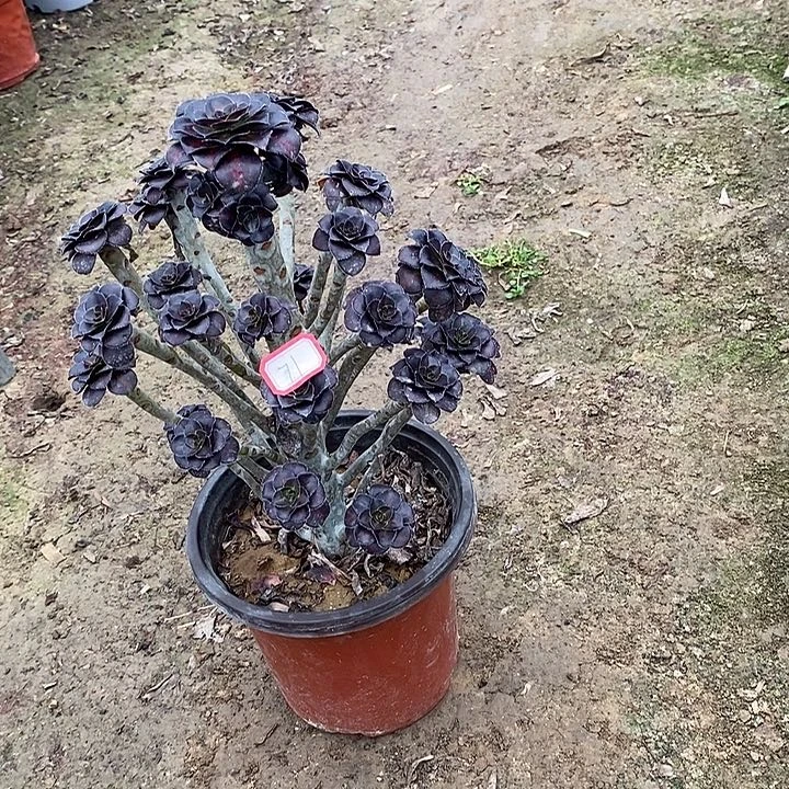 71，晚霞多肉法师多肉法师