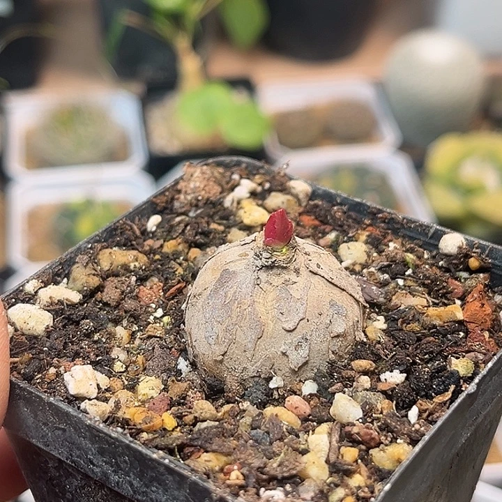 无花朵玫瑰大戟实生球2.7