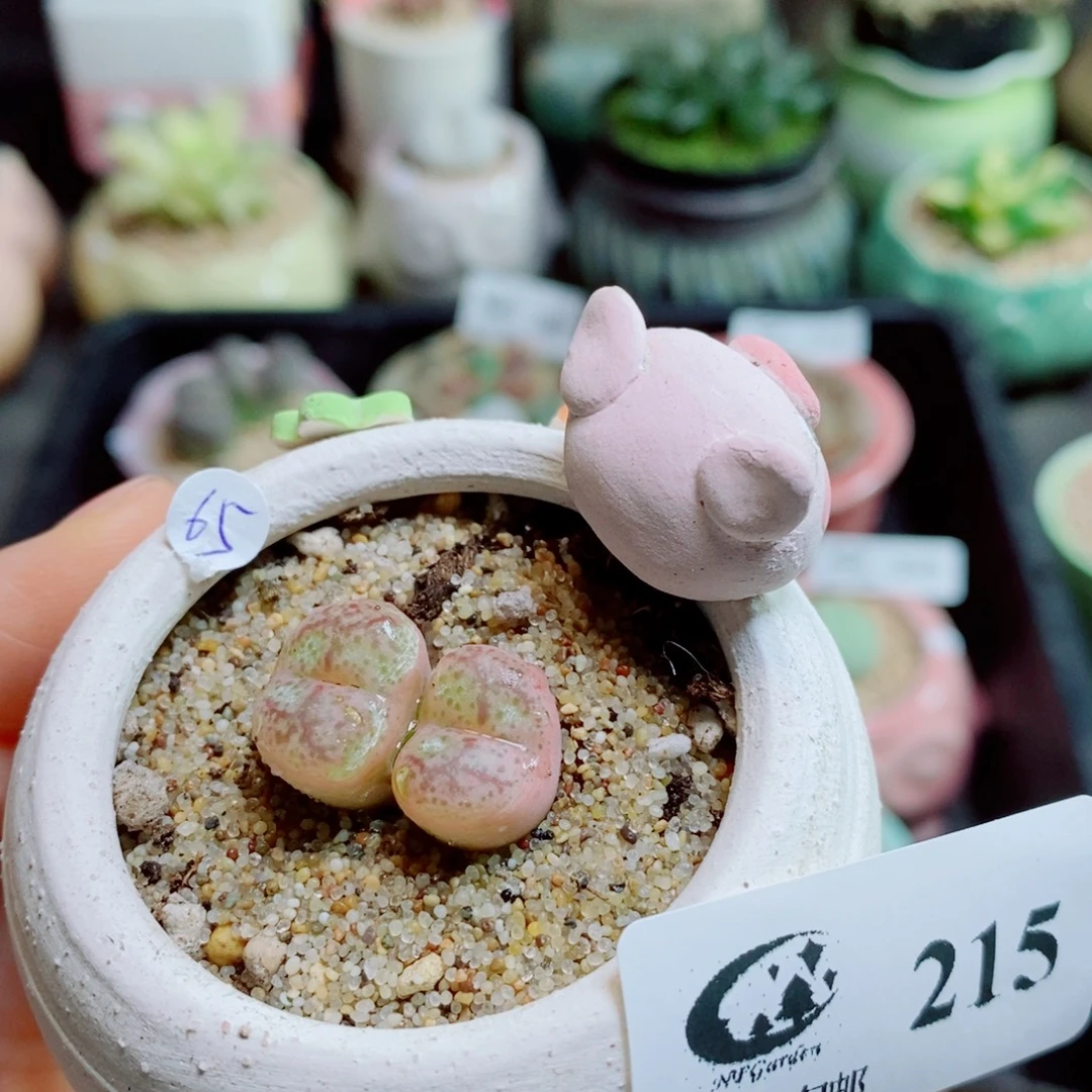 生石花花花花花花花花215