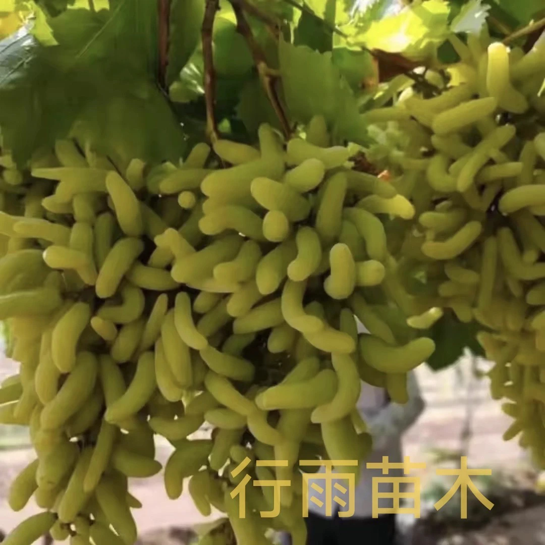 行雨苗木-美杜莎毛毛虫