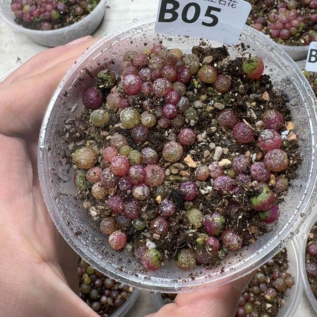 B05 小灯泡一盒。