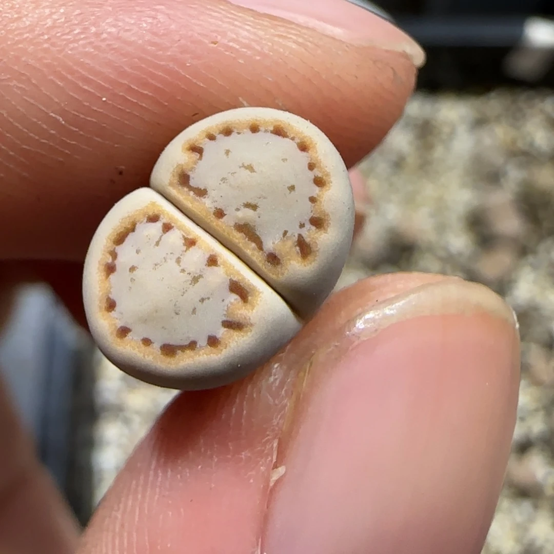 12.18。     216饼干。    2031