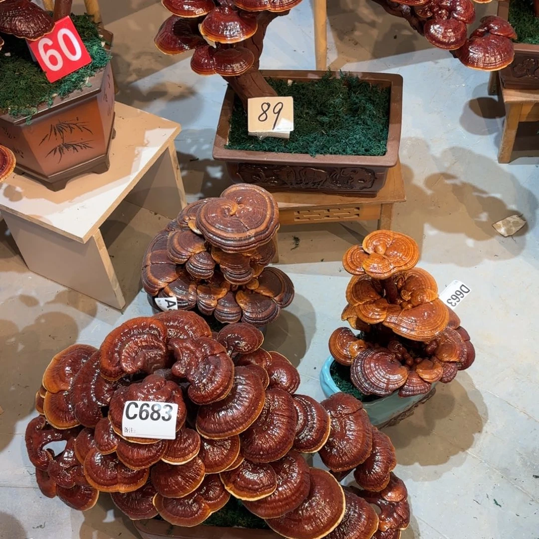 美***家无花朵灵芝58888888888888888