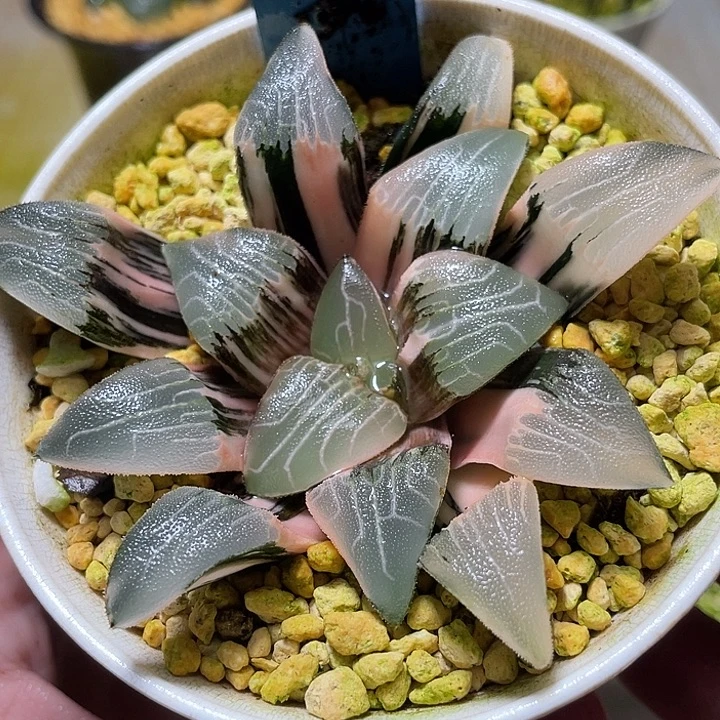 500完美大型克锦特选福利