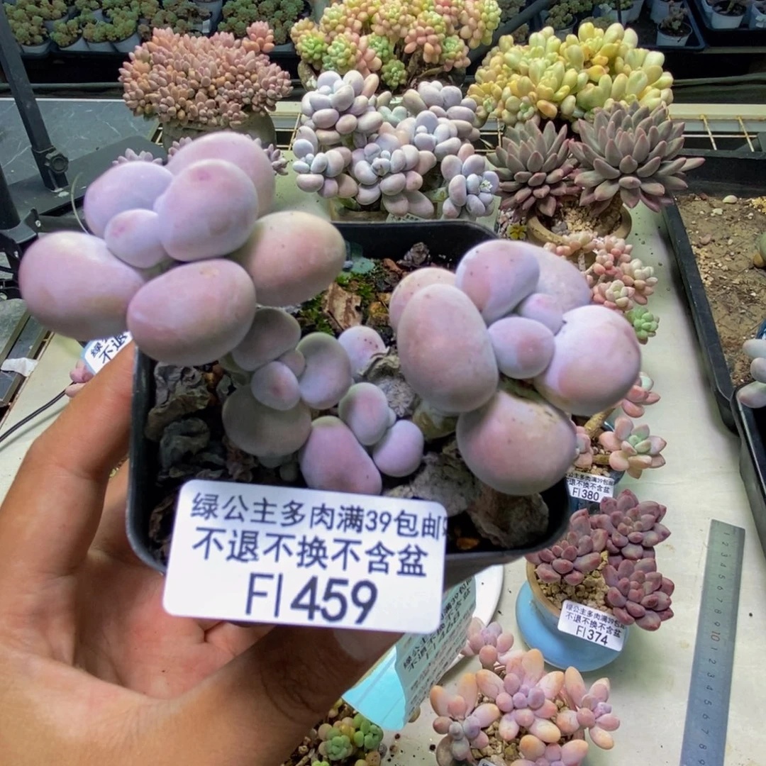 459芭比奶多肉7cm