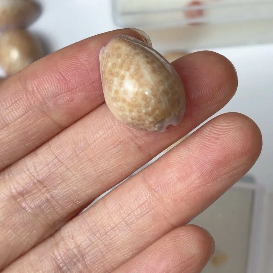 璇***儿天然海螺标本福利