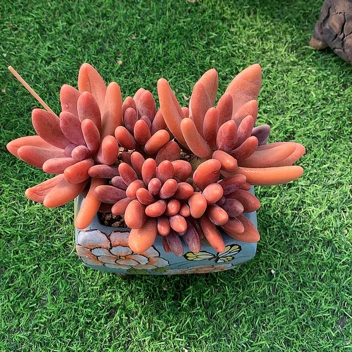 糖果美人111111111