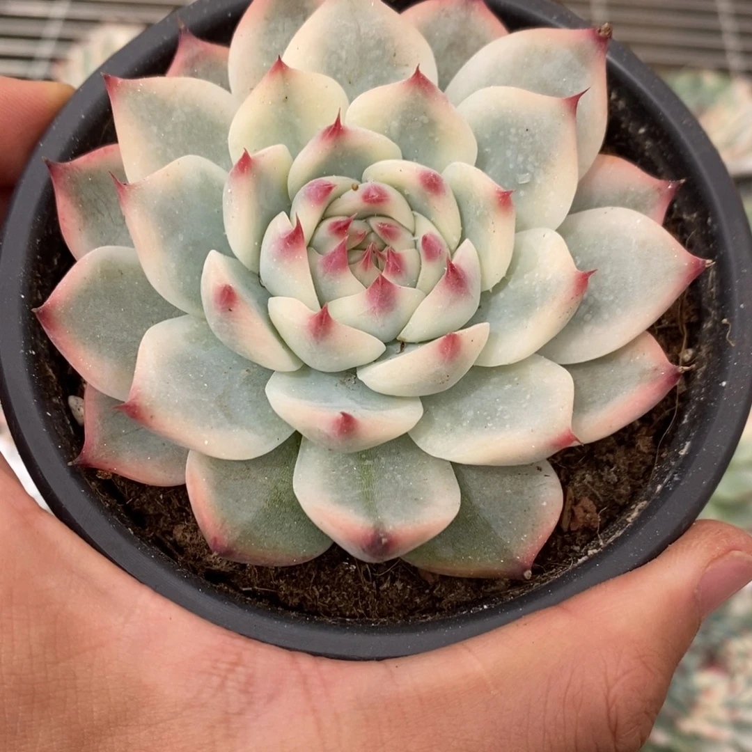 吉娃娃锦多肉植物6858