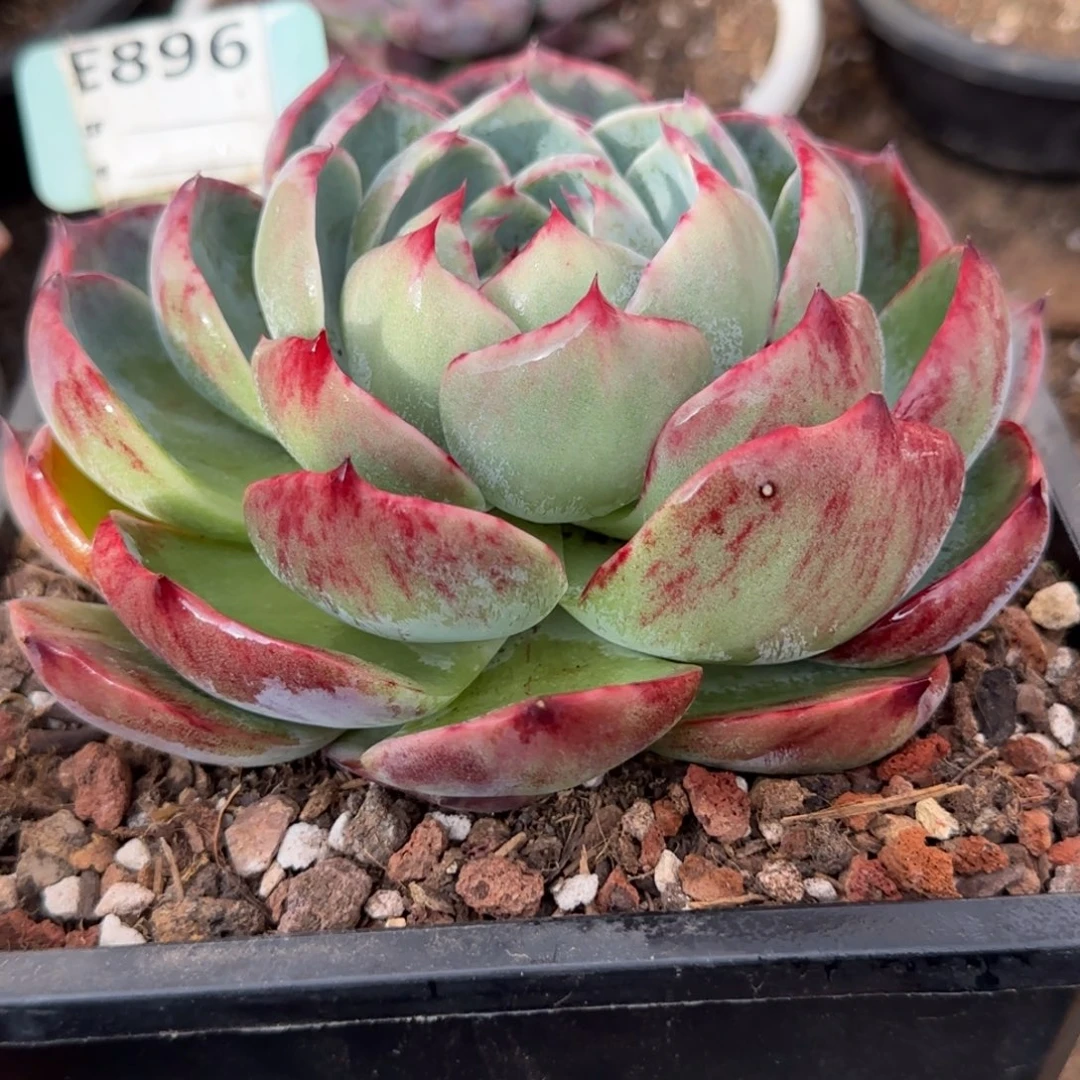 惊鸿一物一拍包装收缩花旱896