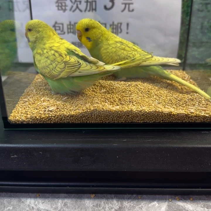 虎皮鹦鹉大头虎皮鹦鹉