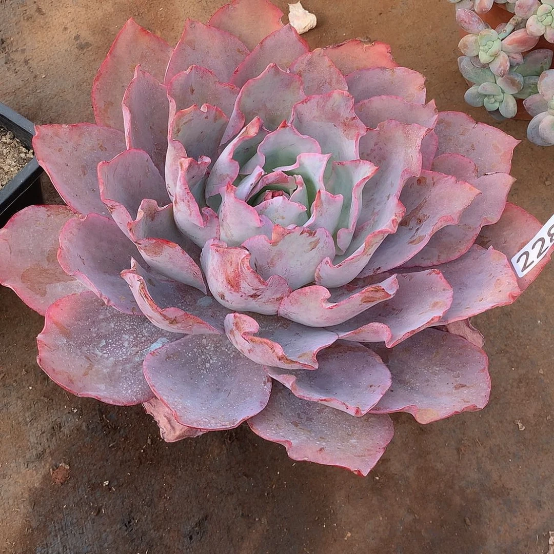 228 一物一拍多肉！