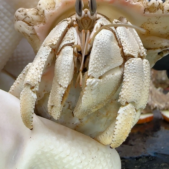 大眼胖 红海2.8cm口径