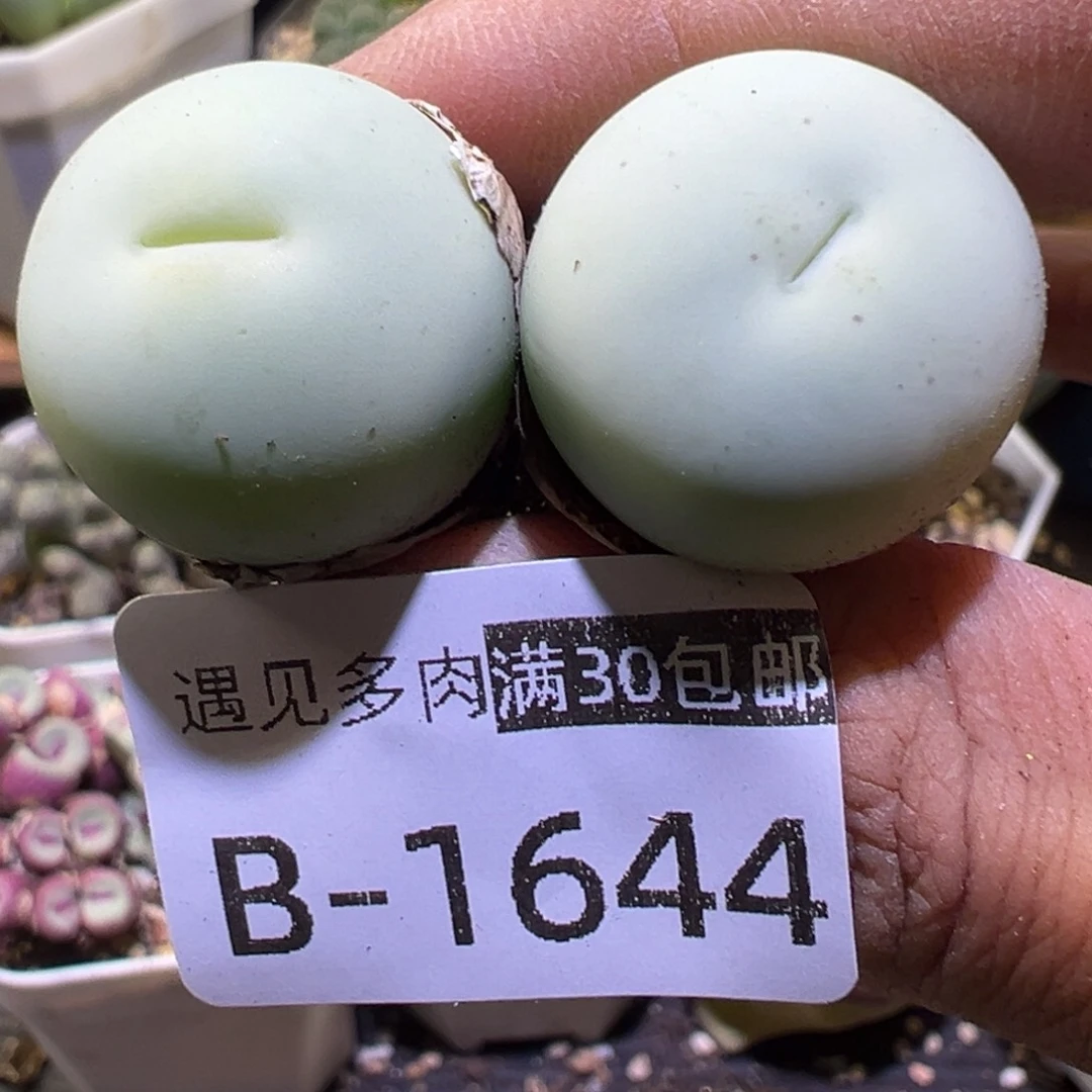 多肉植物11111111111