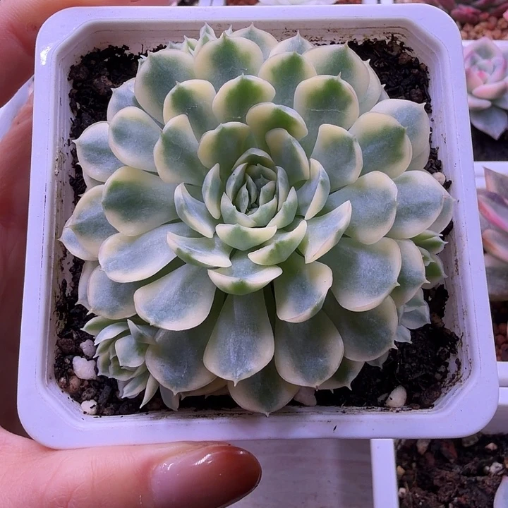 梦幻玫瑰锦多肉植物