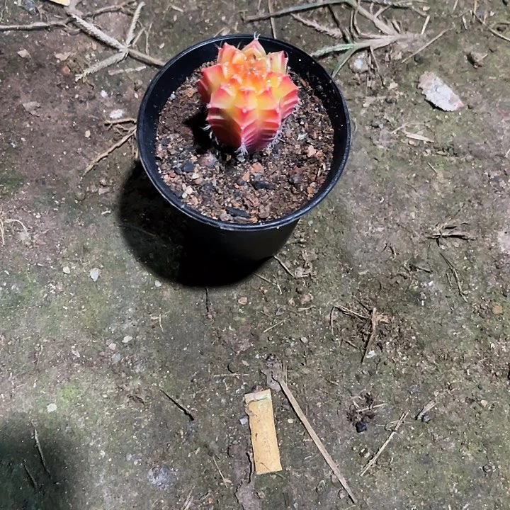 仙人球好好看好漂亮25