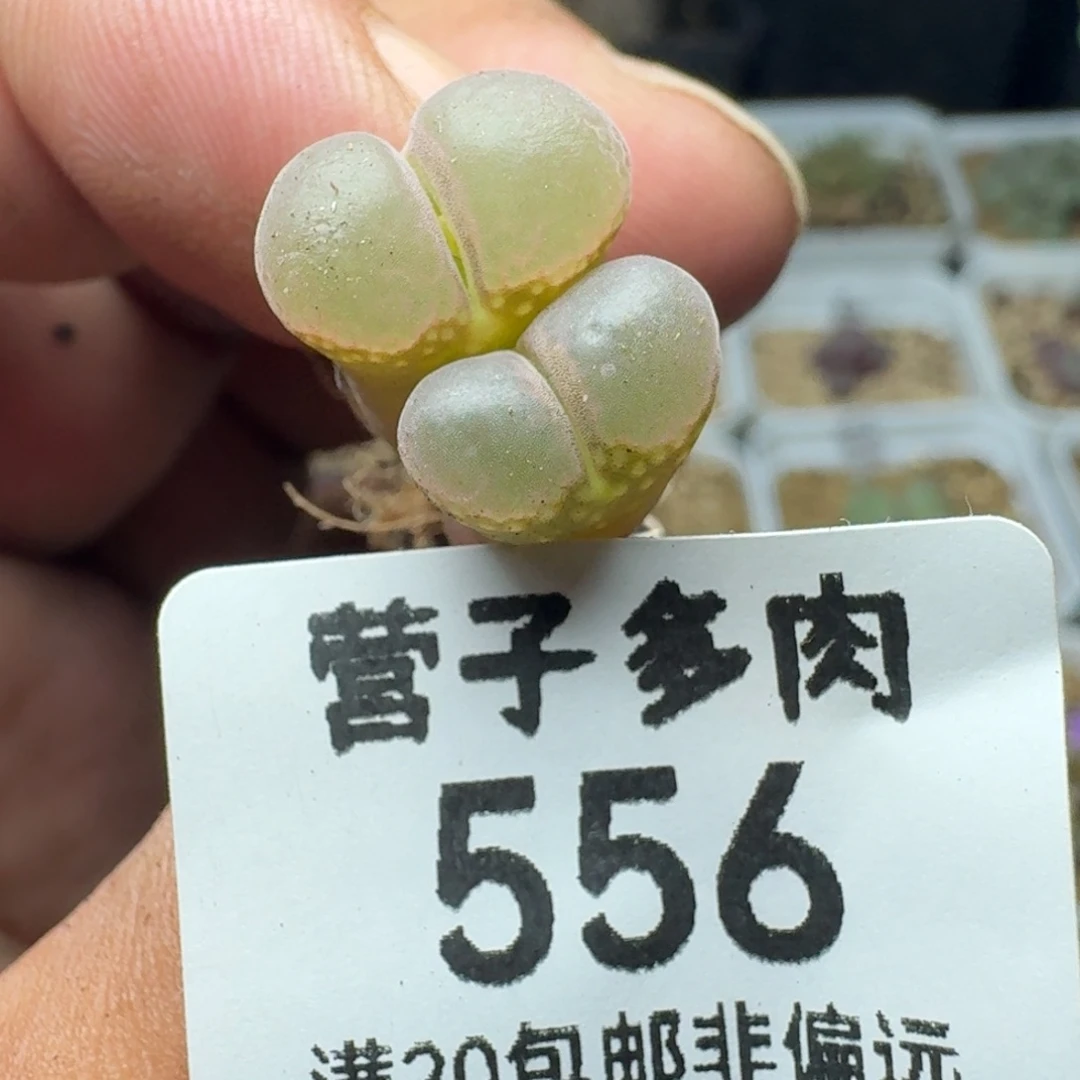 红宝石。