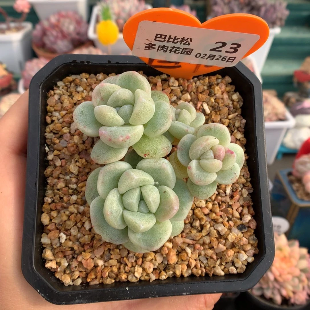 23四头冰玉石化多肉植物