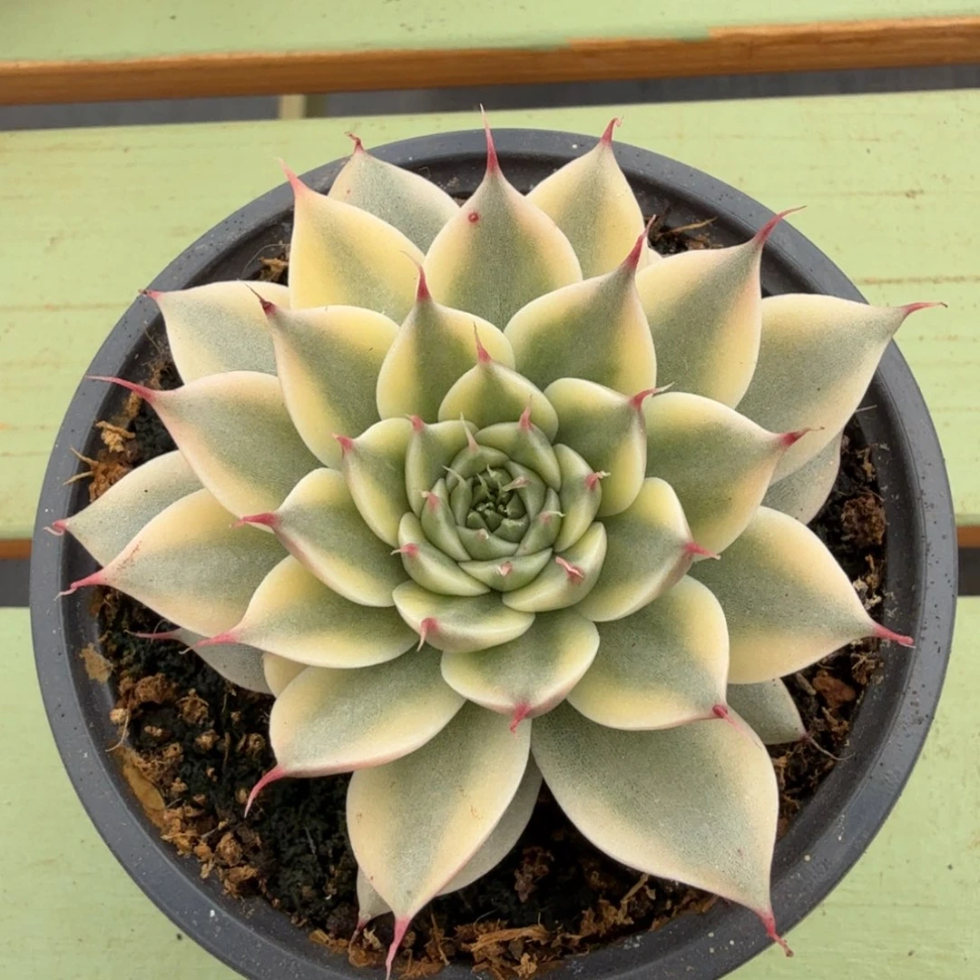 银星锦锦上园艺一物一拍