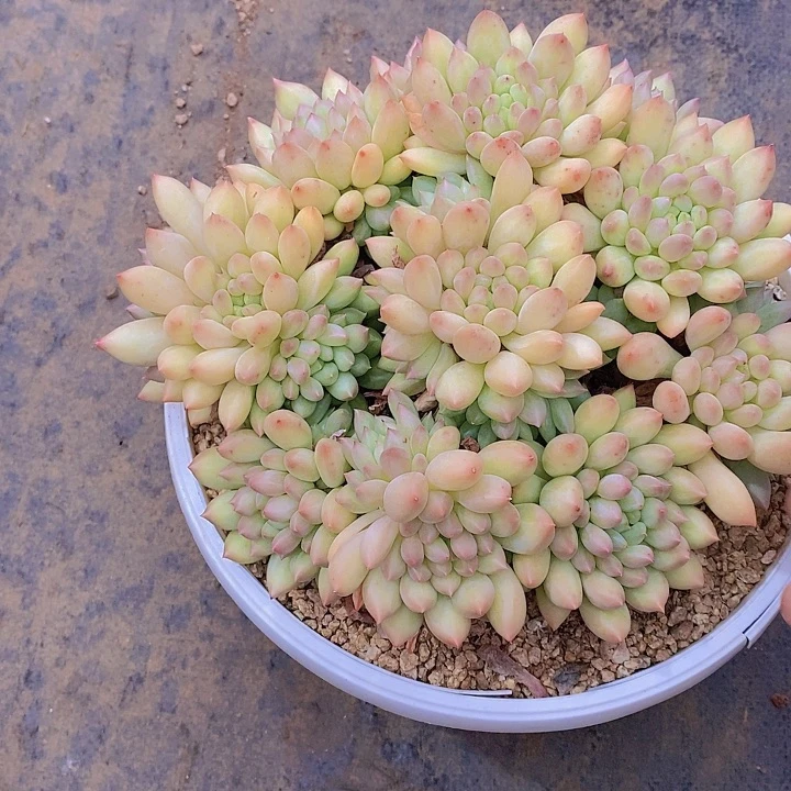 蔷***院岩字多肉植物老桩大群