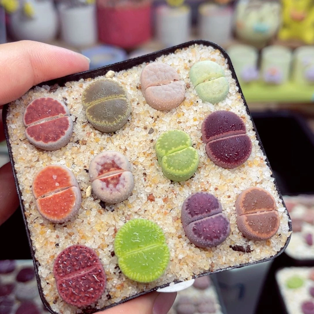 39号带盆包邮发货