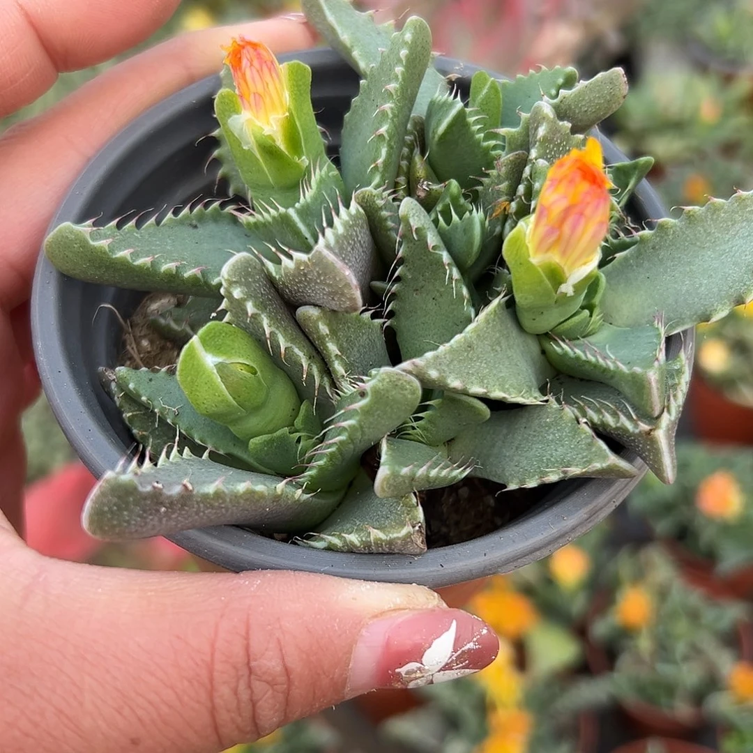 多肉植物怒涛开花