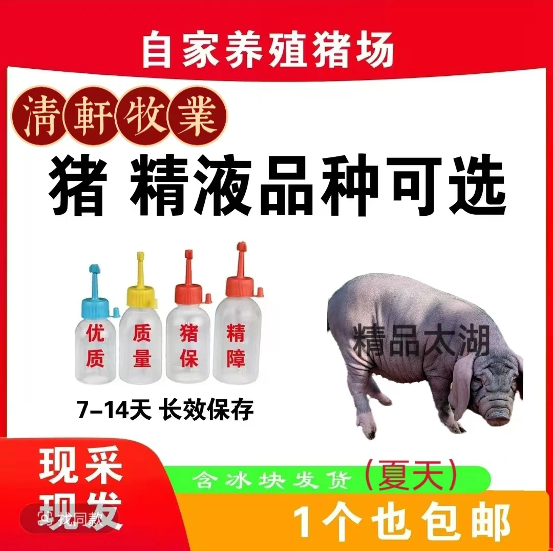 太湖种公猪精液一件包邮包对版生态养殖批发输精管猪用耗材