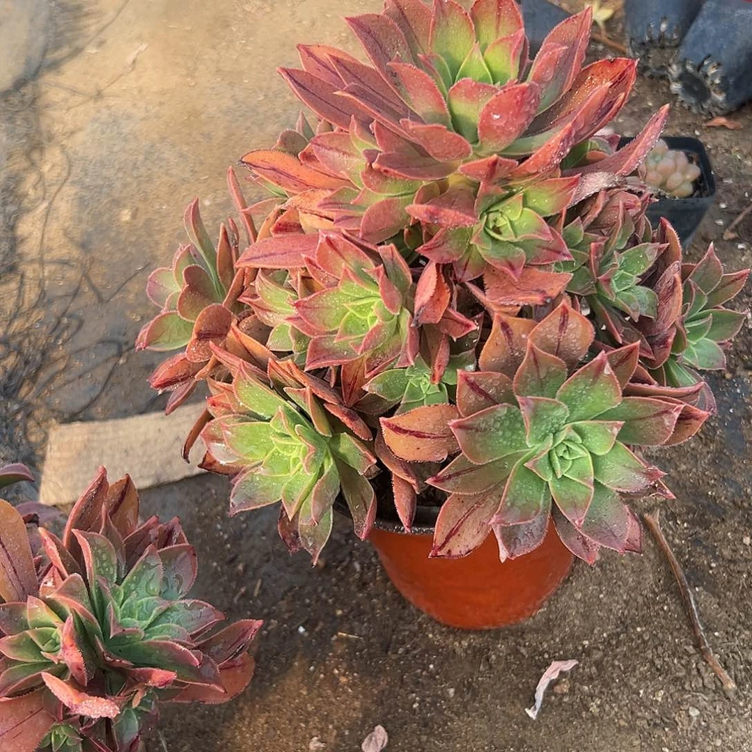 多肉植物多肉植物