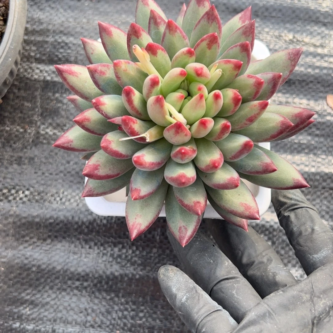 紫***菀二代虞美人多肉一物一拍