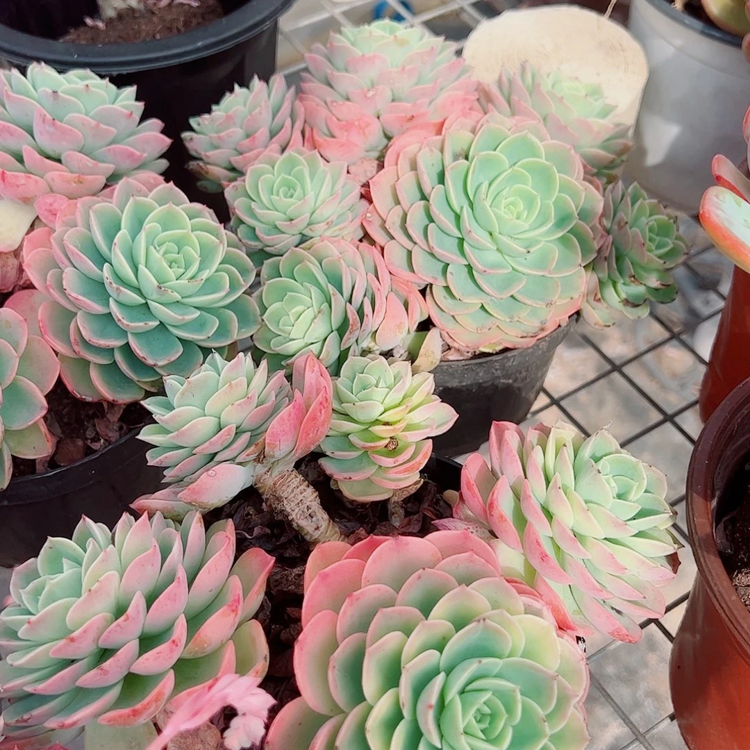 哈密瓜多头群生老桩带颜色