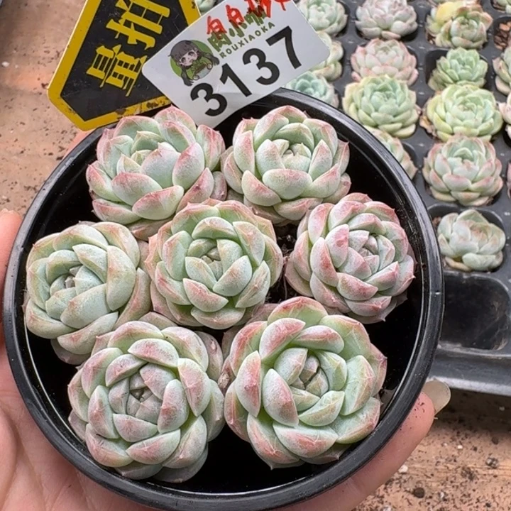 无花朵多肉植物多肉植物