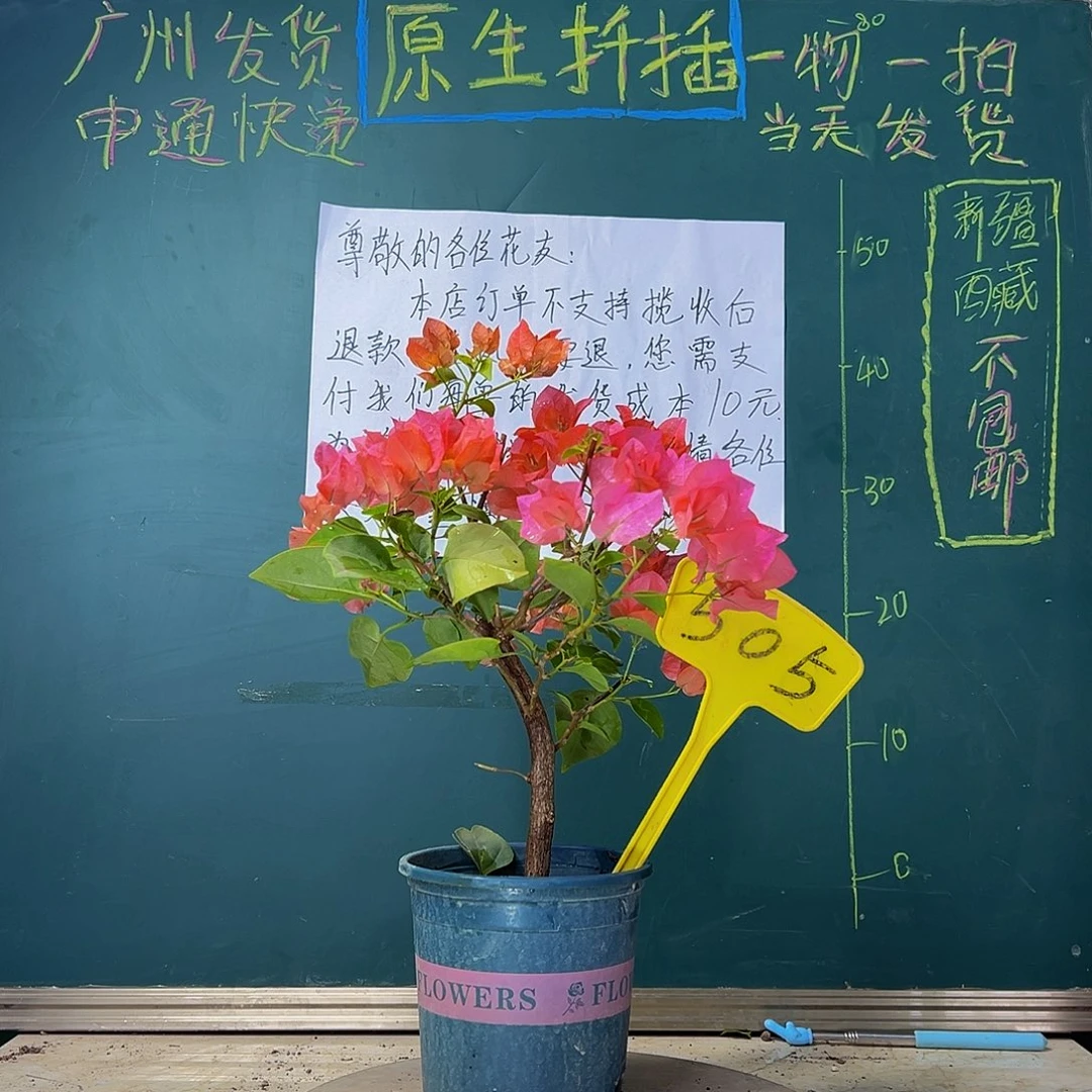 当前无花栽培后可以开花  波伊斯玫瑰  505