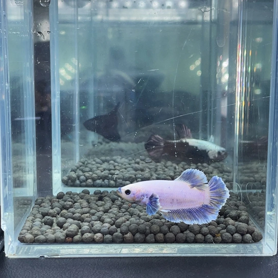 斗鱼52号914早绣球