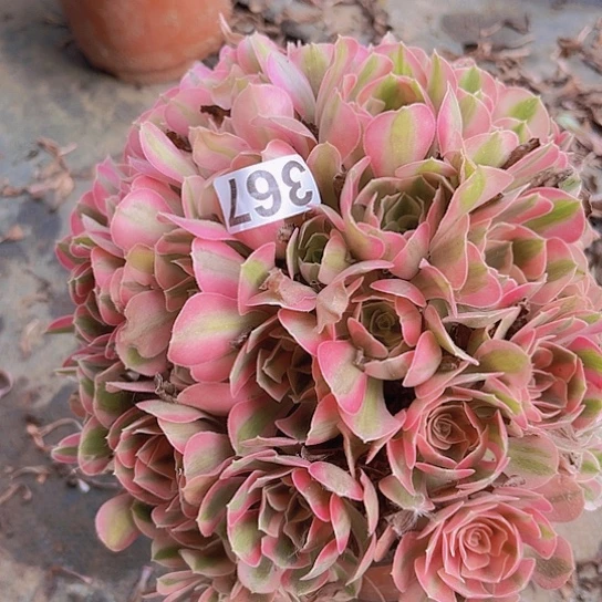 *****多肉植物一个女巫