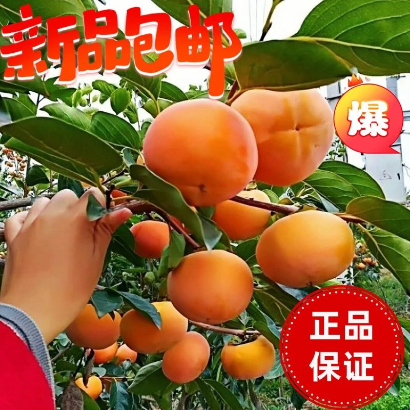 柿子树苗南北方种植脆甜柿子火晶柿子牛心柿子太秋脆甜柿子耐寒柿