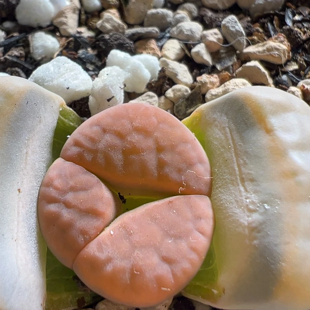 372多肉植物百科植物