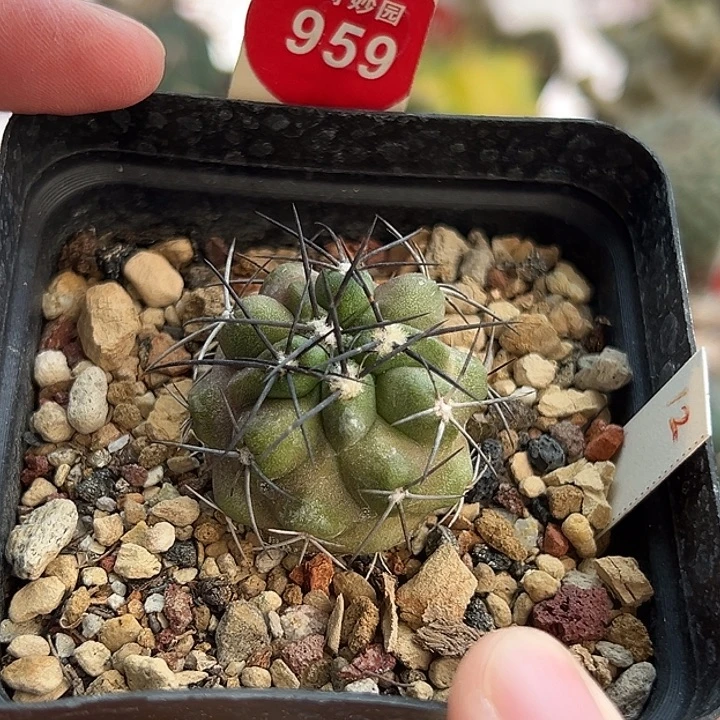 实生黑刺龙爪球2.9cm