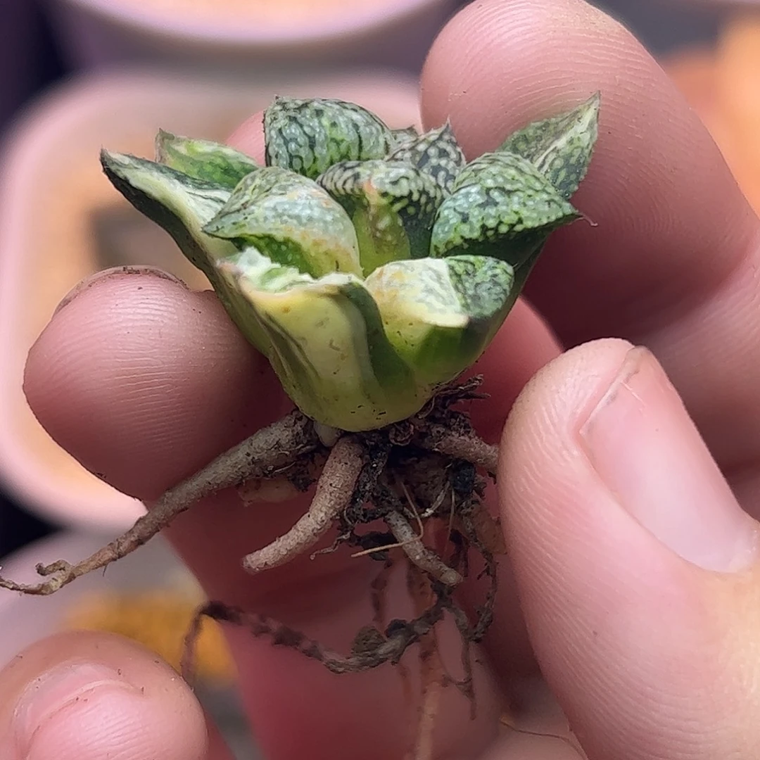 丸叶白银锦十二卷多肉