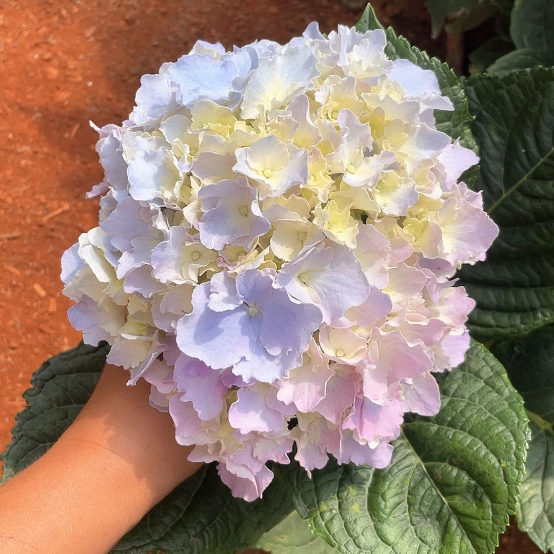 绣球切花一物一拍3枝包邮，49