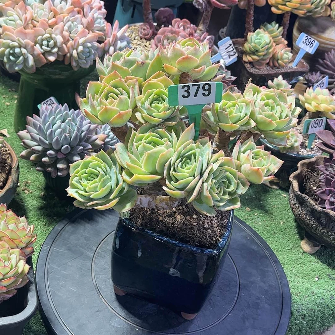 m***o桃花唔多肉植物保护379