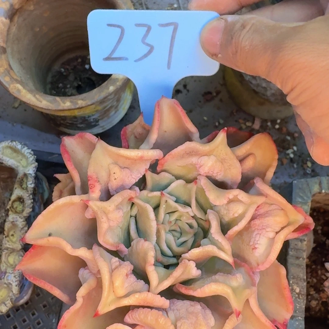 多肉植物的生长发育和