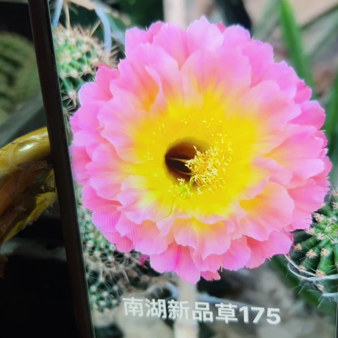 下116彩草175歪侧芽4公分左右20包邮