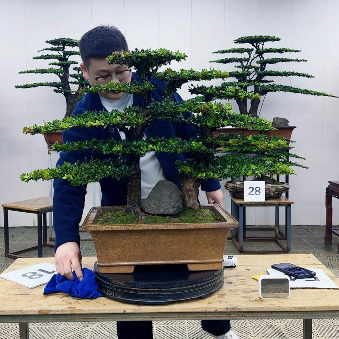 盆景罗汉松造型盆景