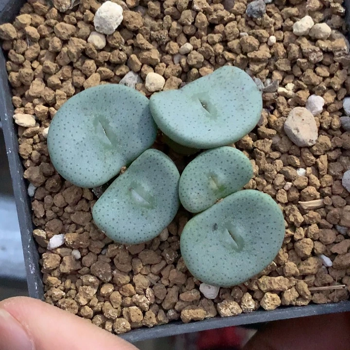 精品多肉植物精品多肉