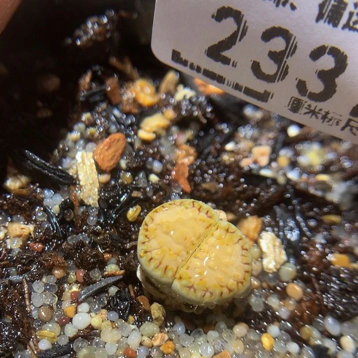 zzz精品生石花2337