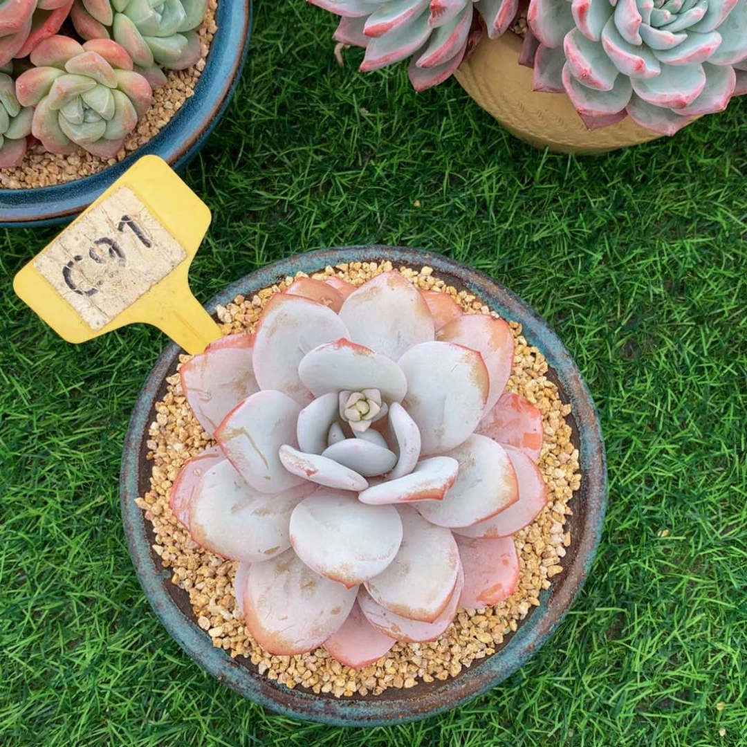 1***珊雪莲多肉植物7273773