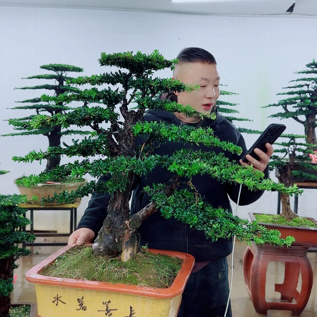 美***。完全开放盆景园林……